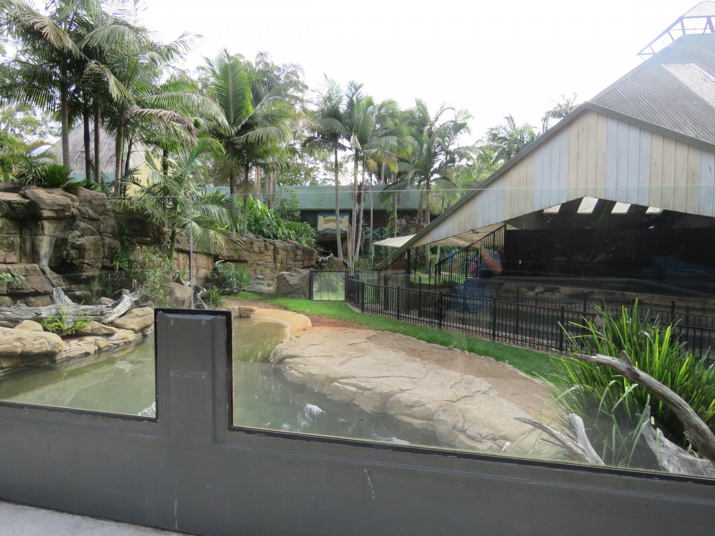 Saltwater Crocodile Exhibit