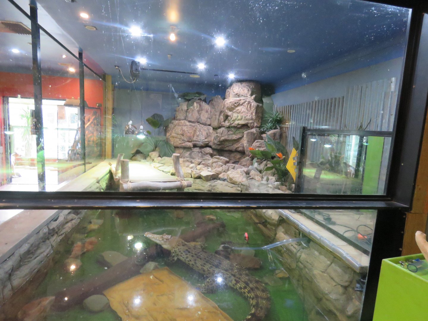 Saltwater Crocodile Exhibit