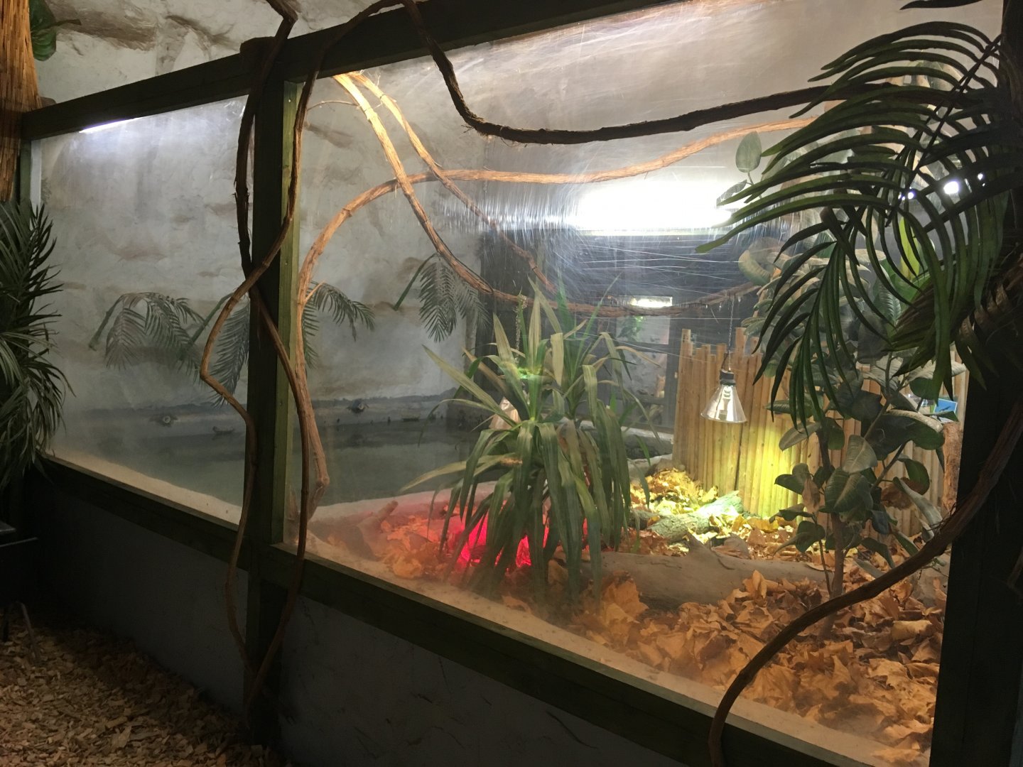 Saltwater crocodile exhibit