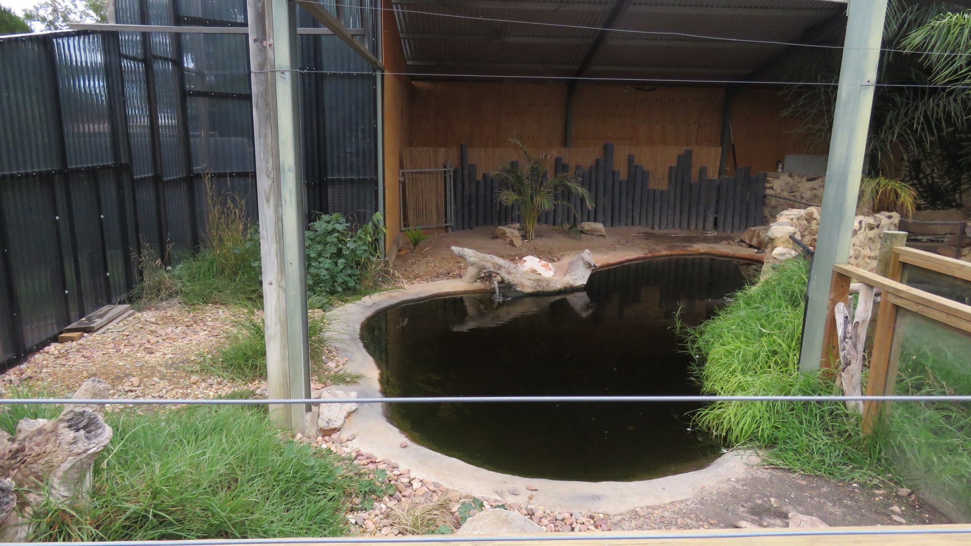 Saltwater Crocodile Exhibit