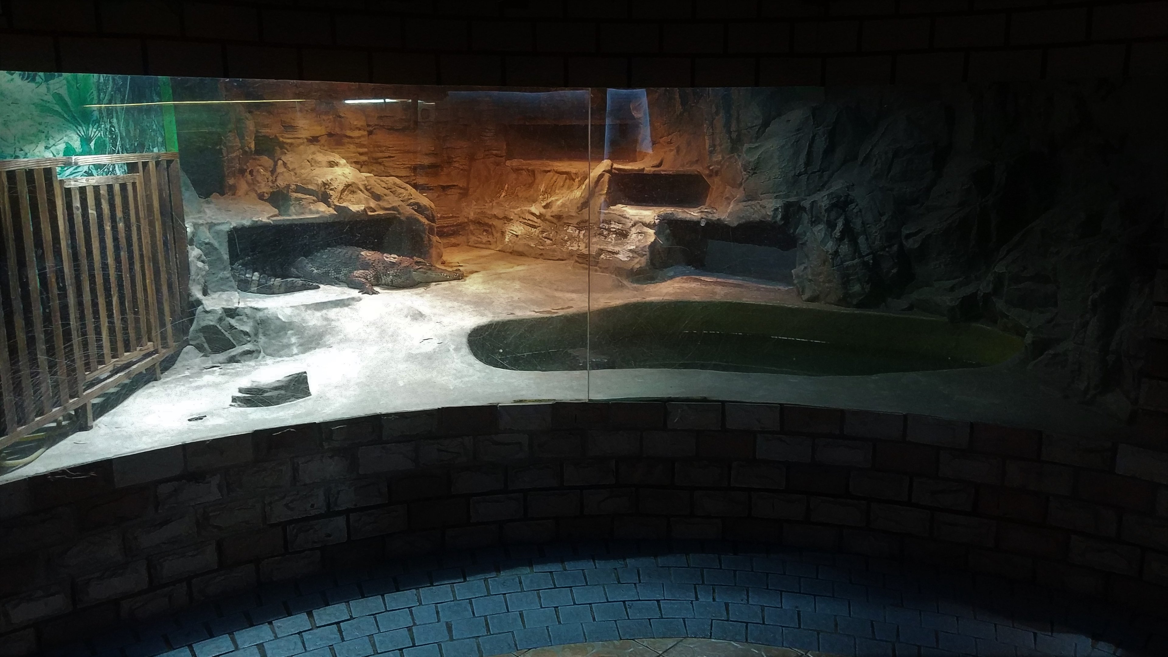 Saltwater Crocodile exhibit