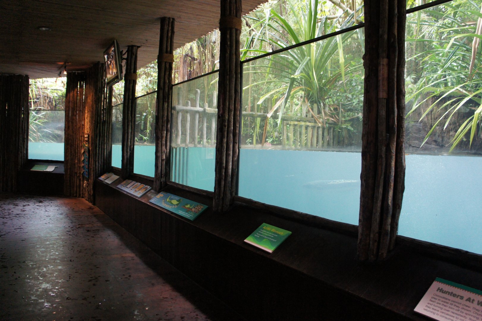 Saltwater Crocodile Exhibit