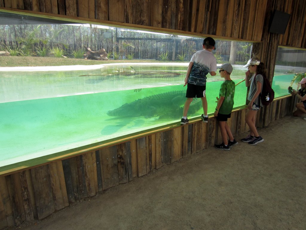 Saltwater Crocodile exhibit