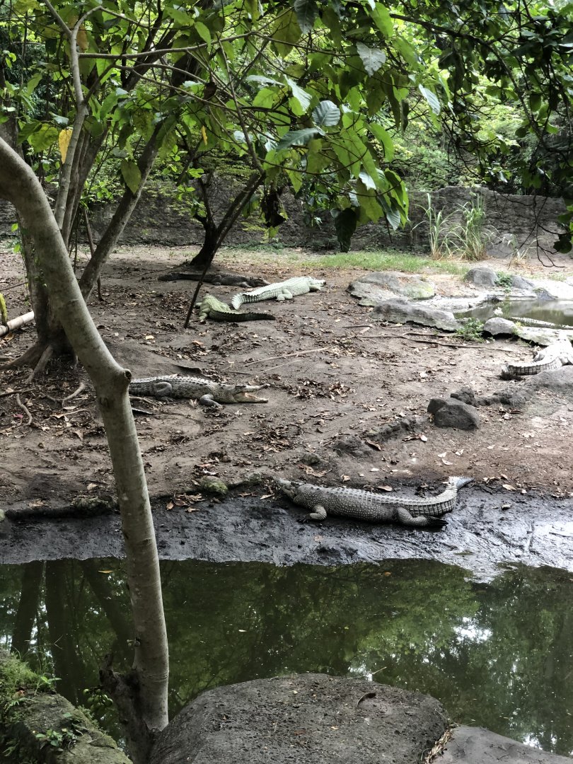 Saltwater Crocodile Exhibit