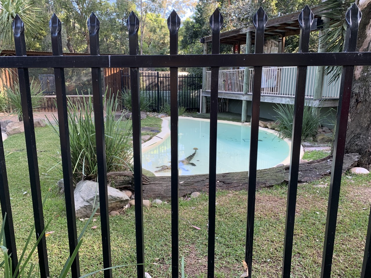 Saltwater Crocodile Exhibit