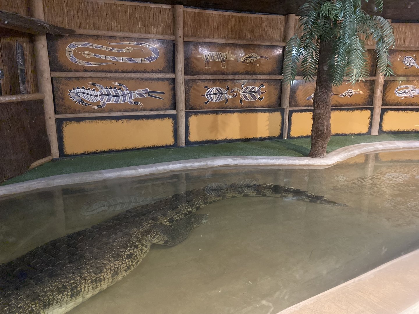 Saltwater Crocodile Exhibit
