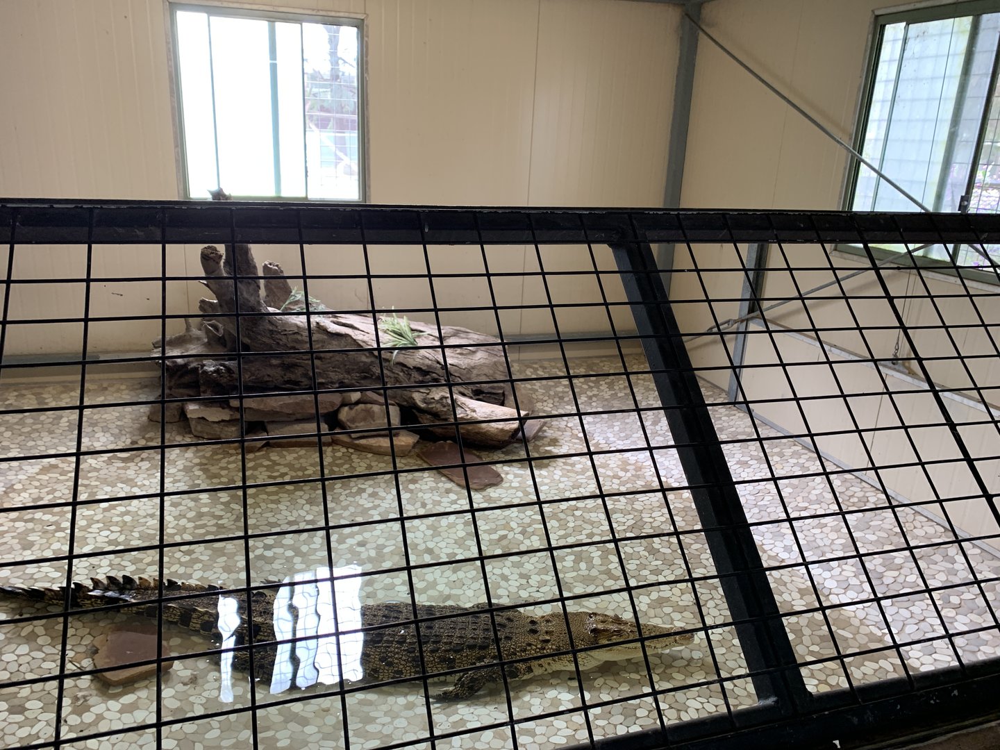 Saltwater Crocodile Exhibit