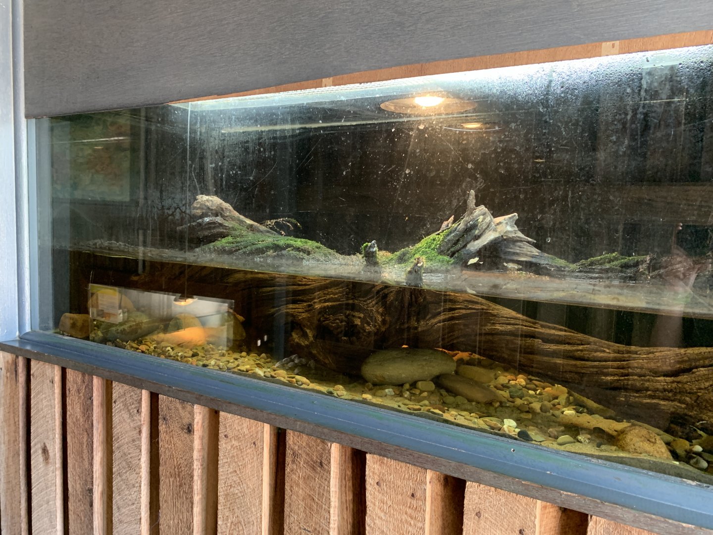 Saltwater Crocodile Exhibit