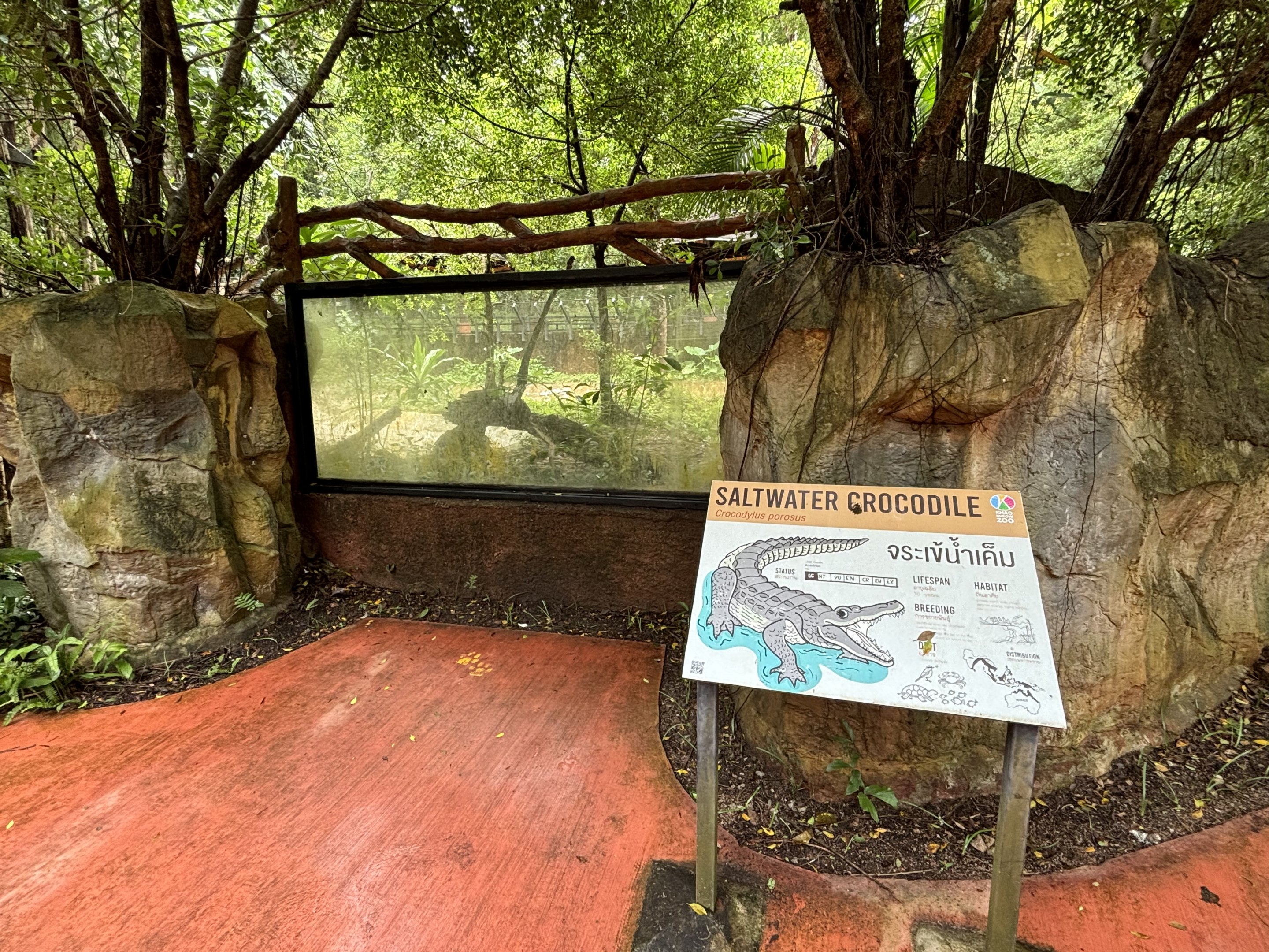 Saltwater Crocodile Exhibit