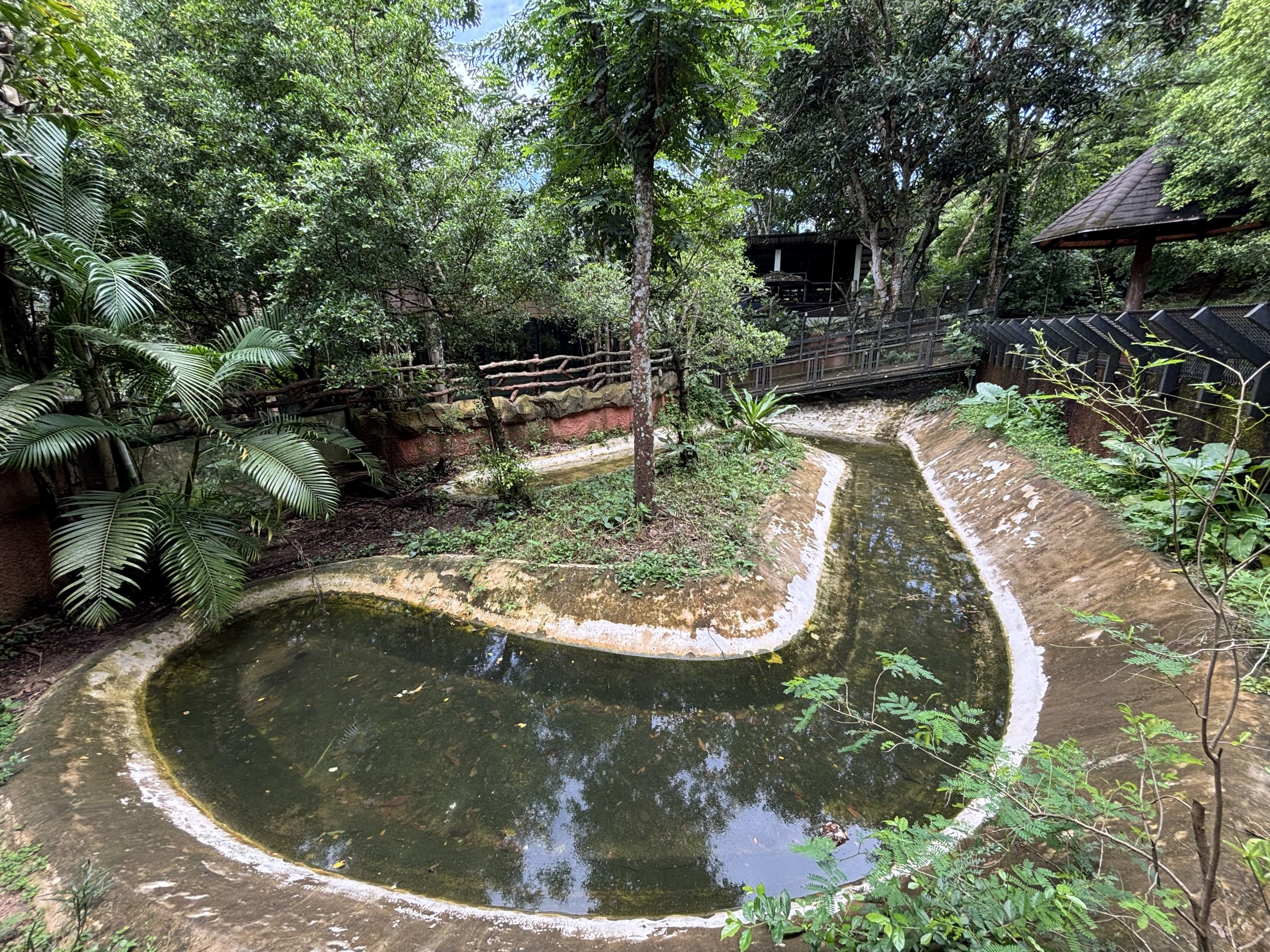 Saltwater Crocodile Exhibit