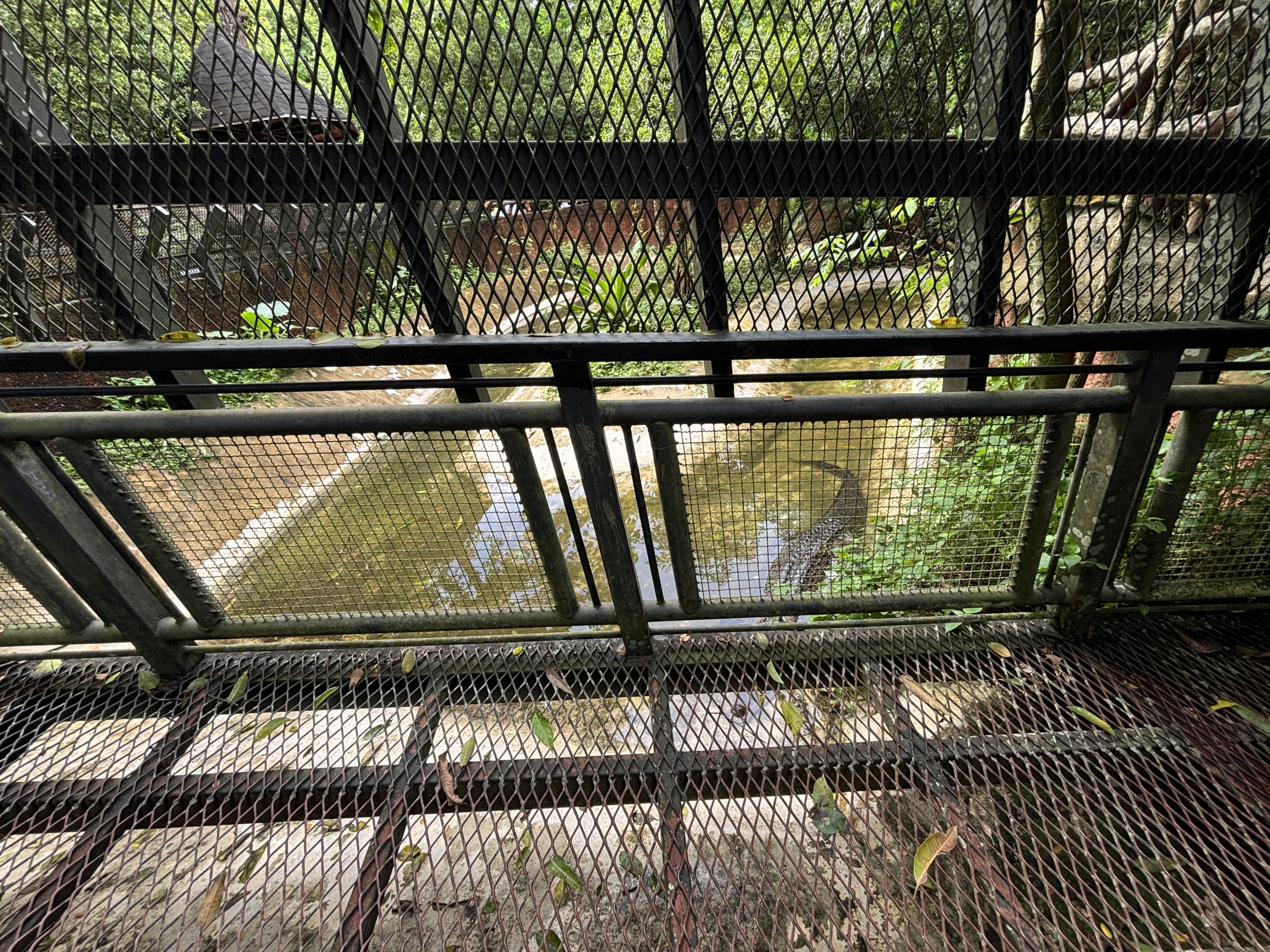 Saltwater Crocodile Exhibit