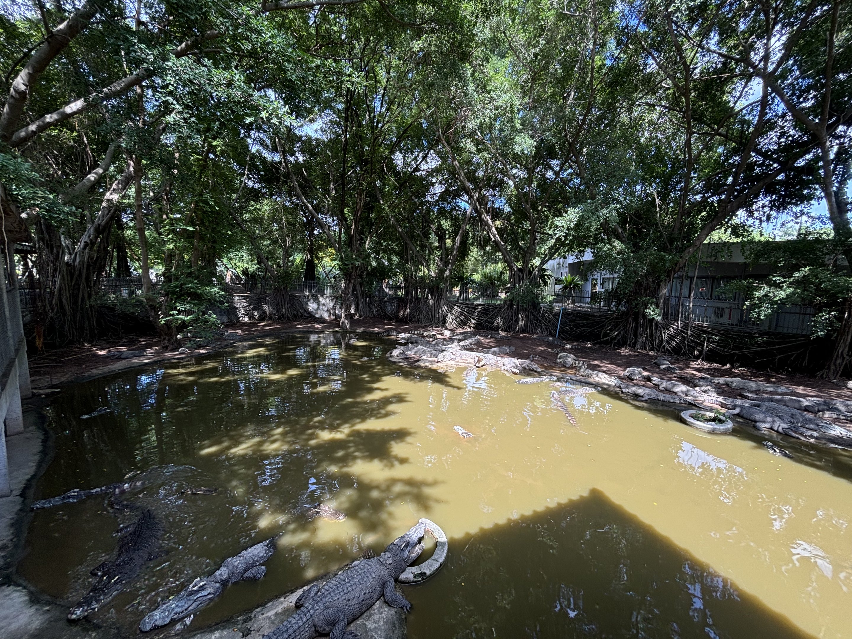 Saltwater Crocodile Exhibit