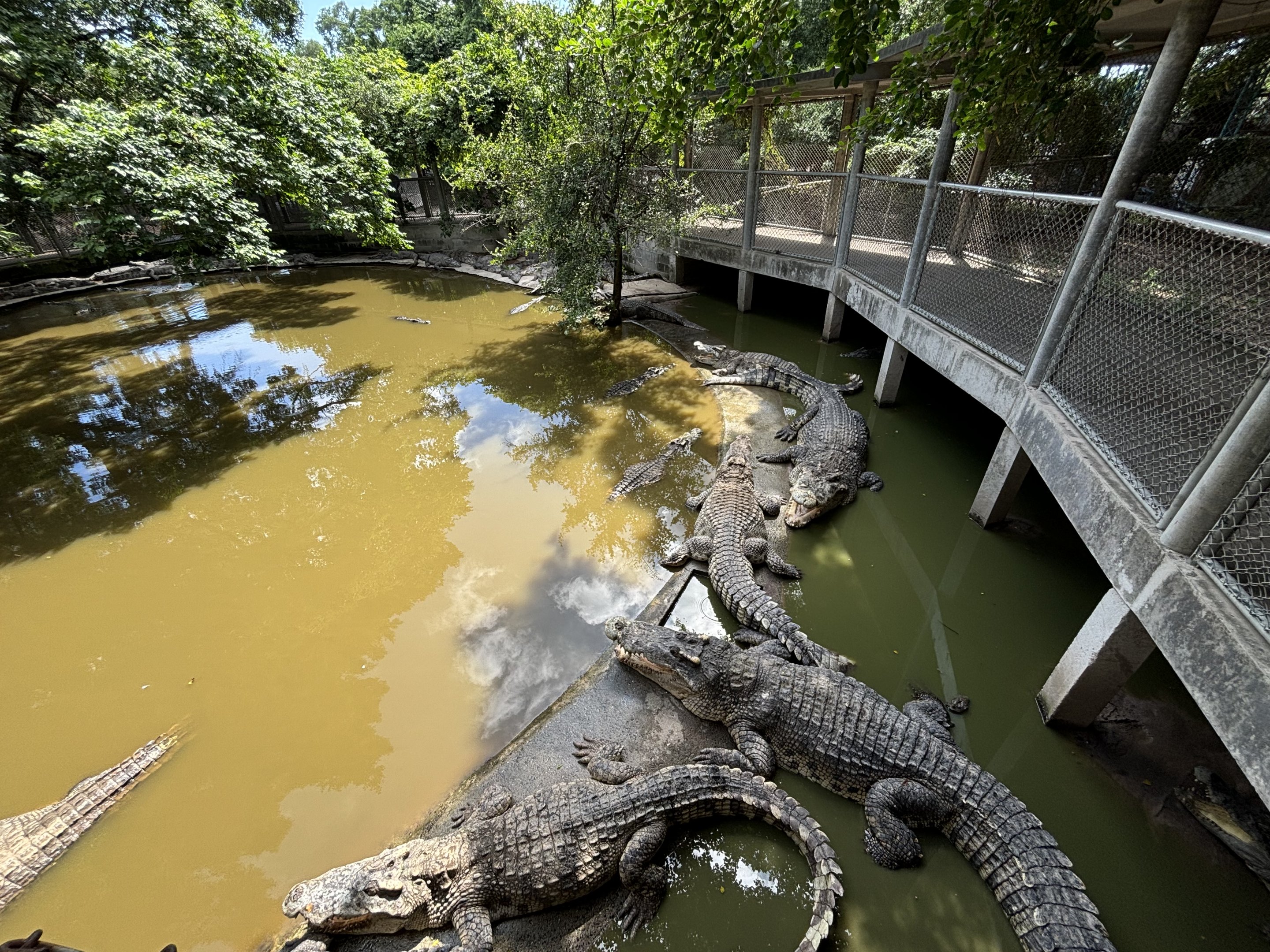 Saltwater Crocodile Exhibit