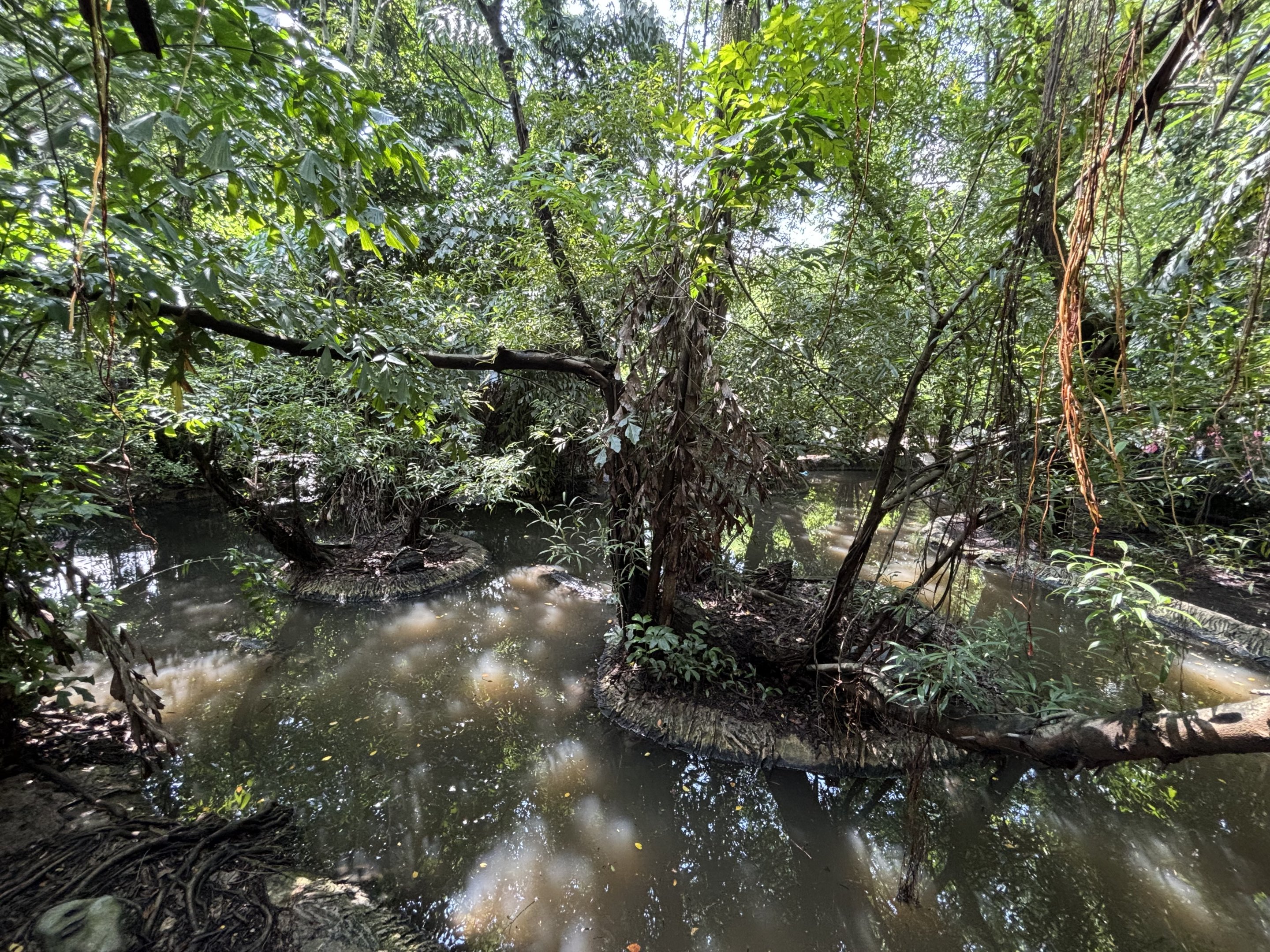 Saltwater Crocodile Exhibit