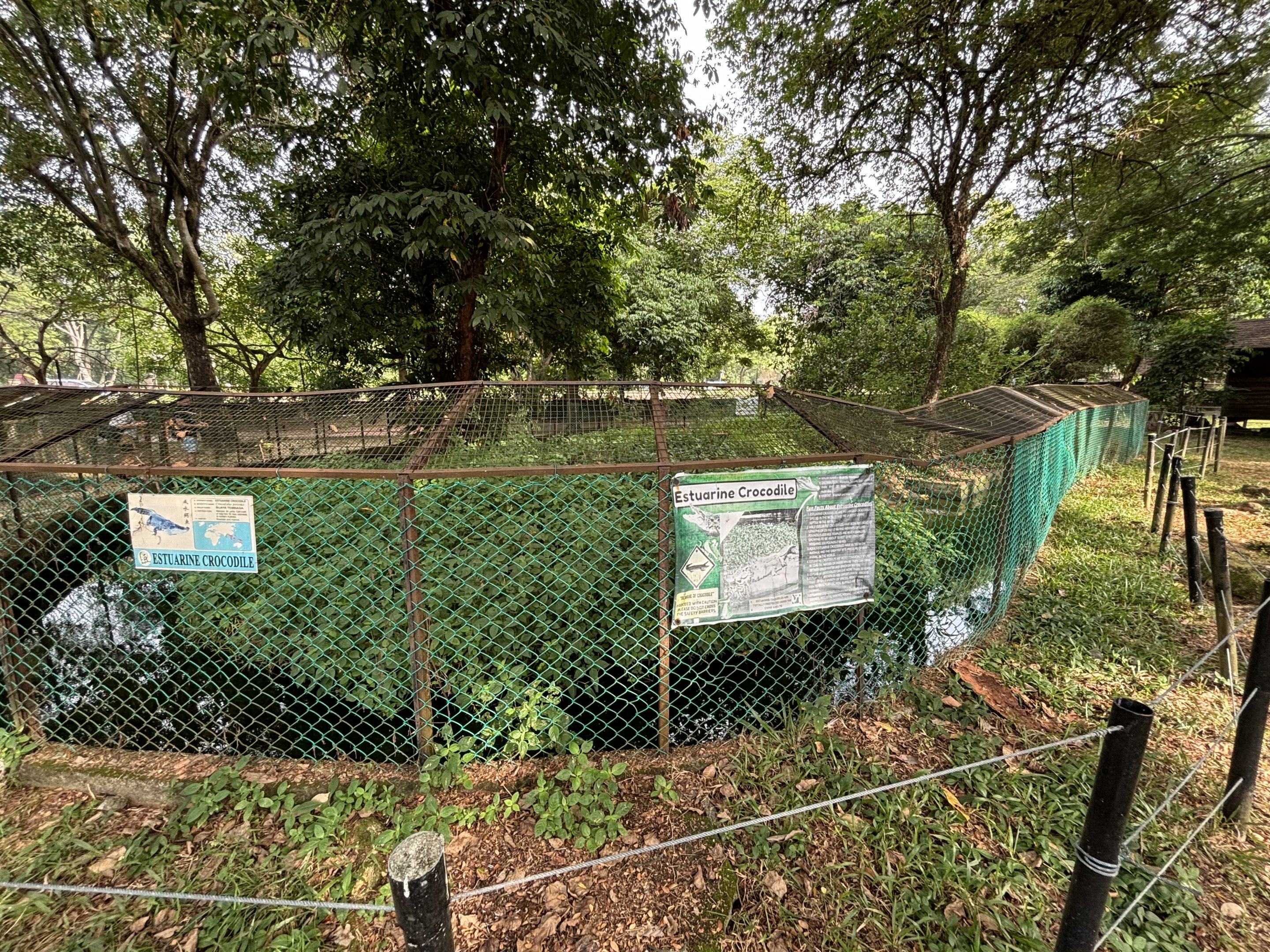 Saltwater Crocodile Exhibit