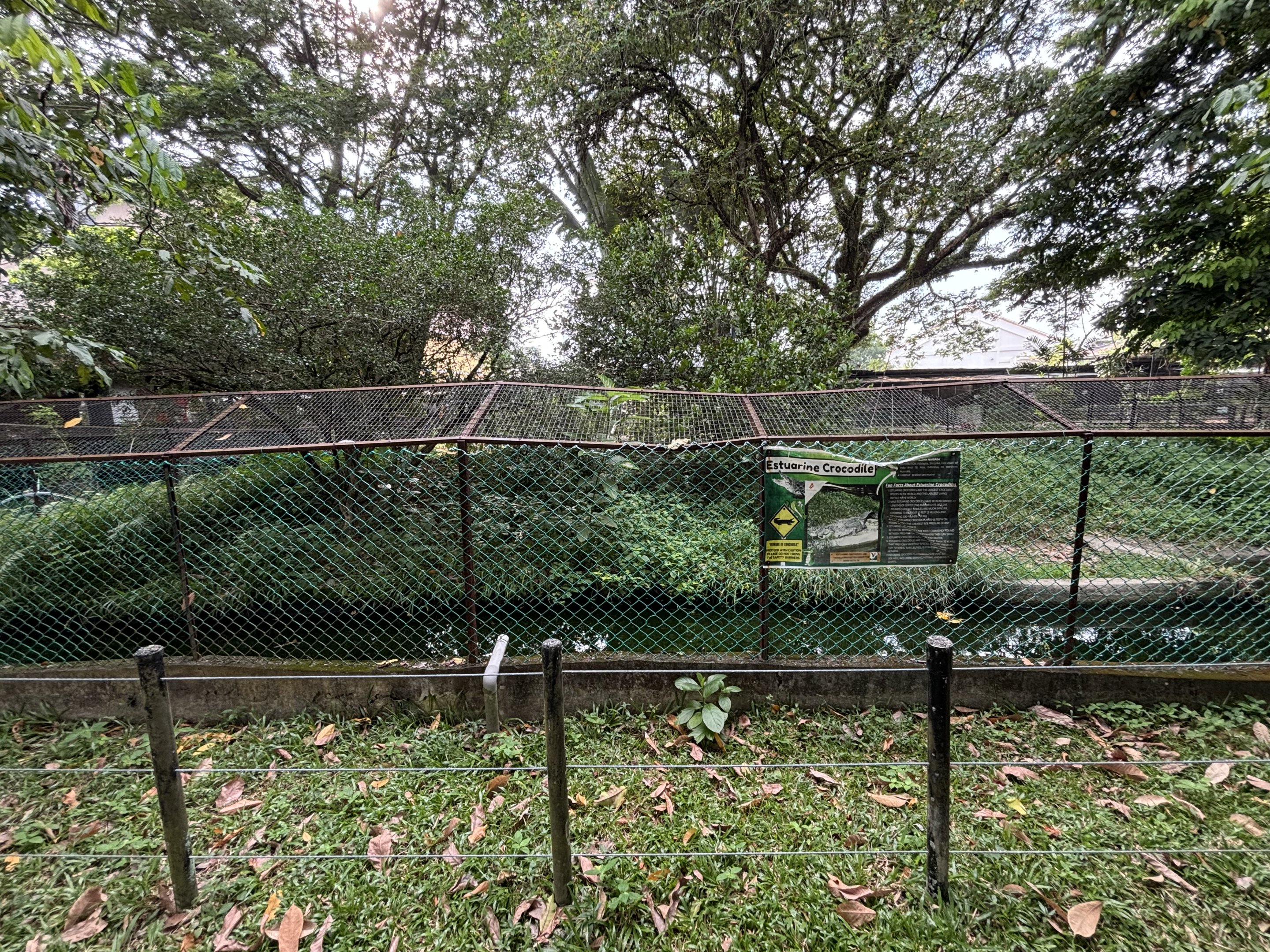 Saltwater Crocodile Exhibit