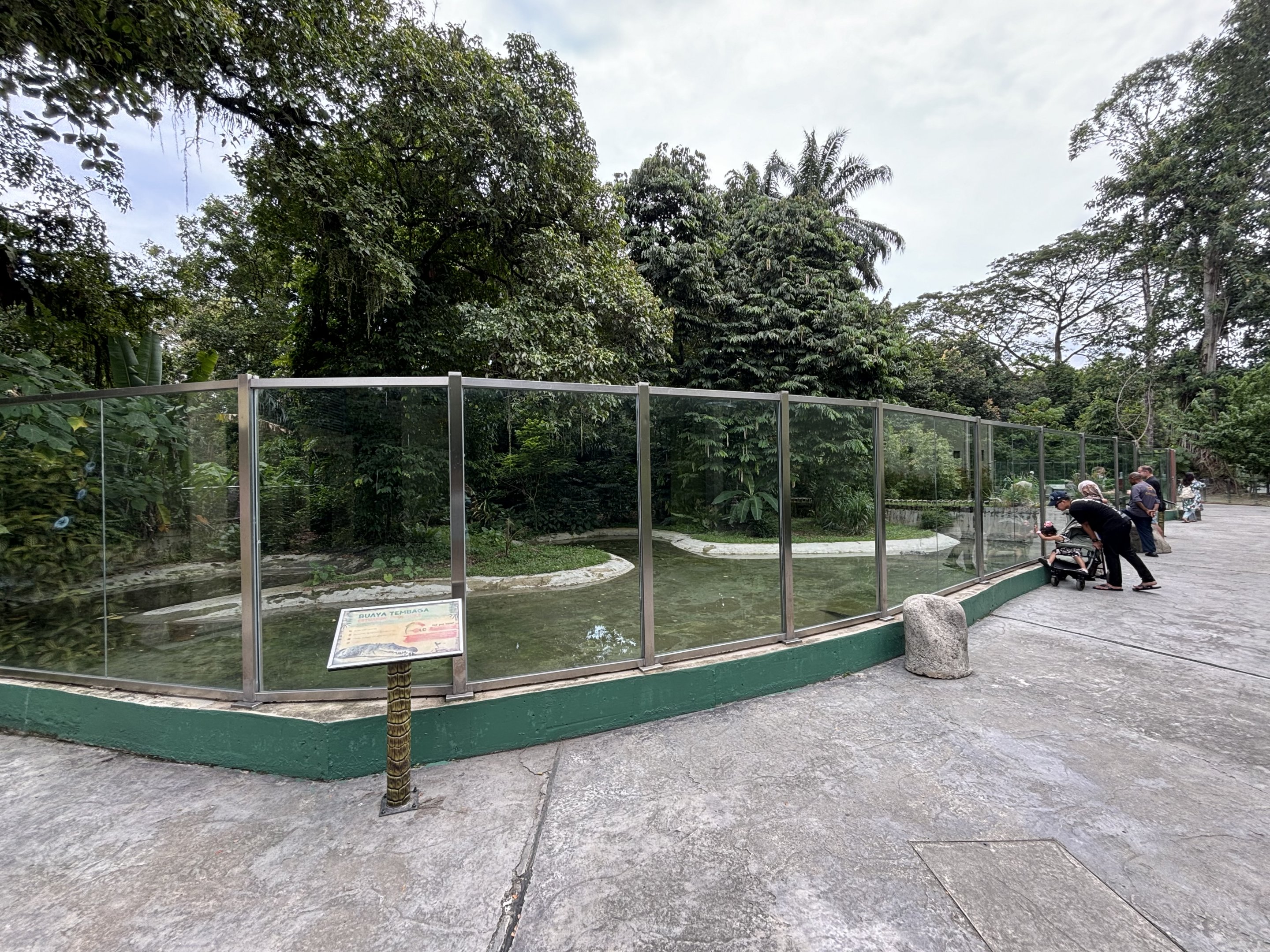 Saltwater Crocodile Exhibit