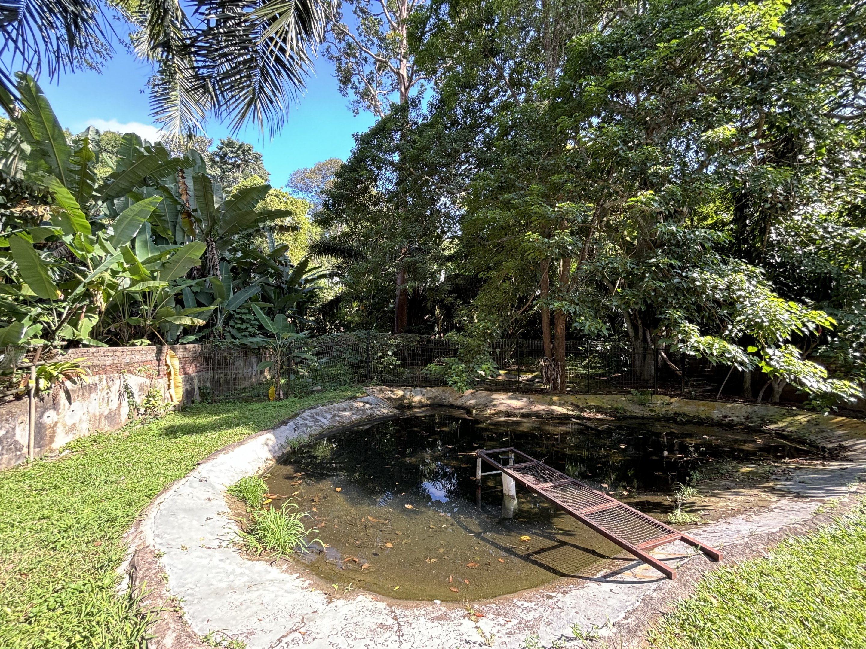 Saltwater Crocodile Exhibit