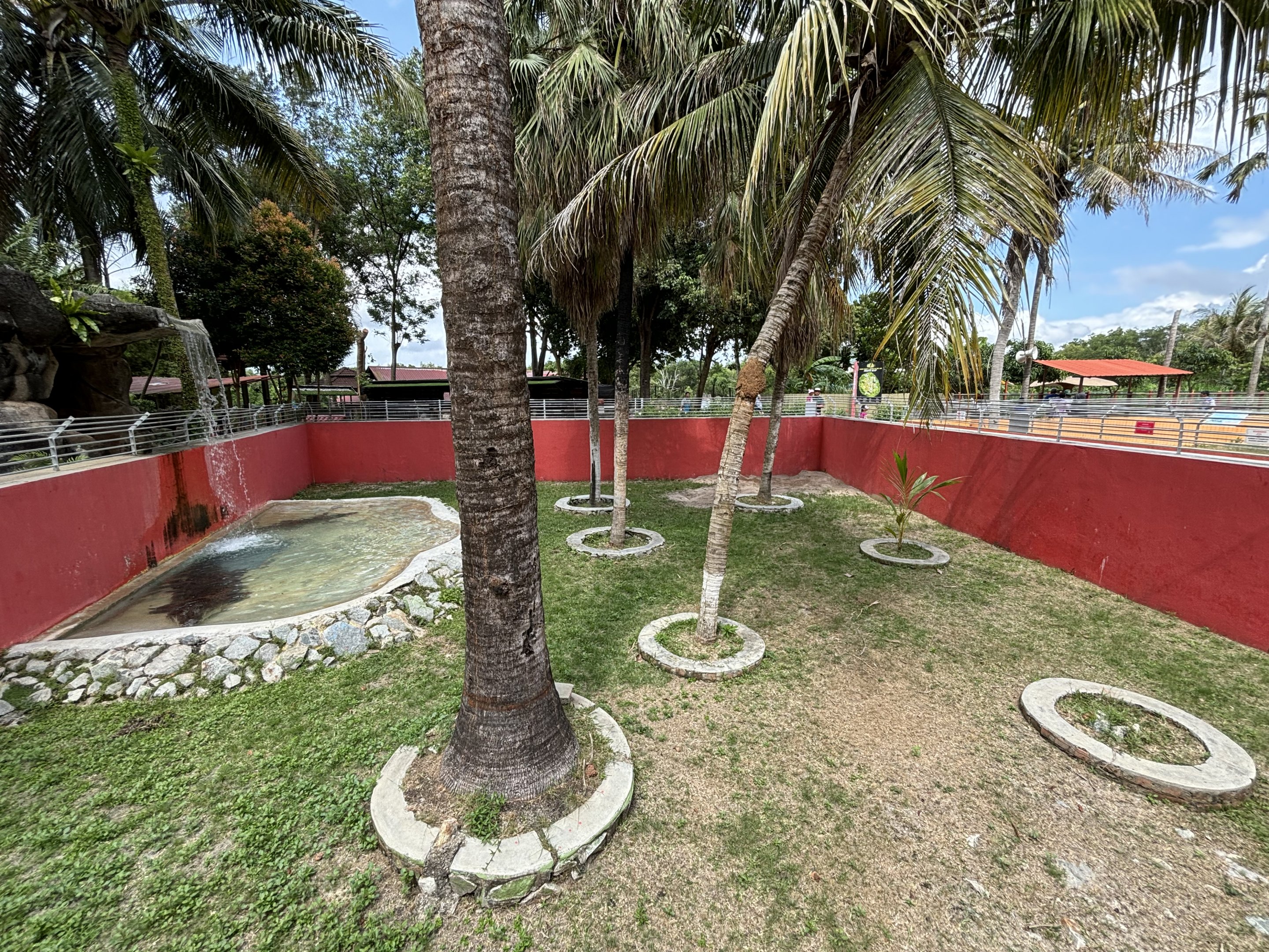Saltwater Crocodile Exhibit