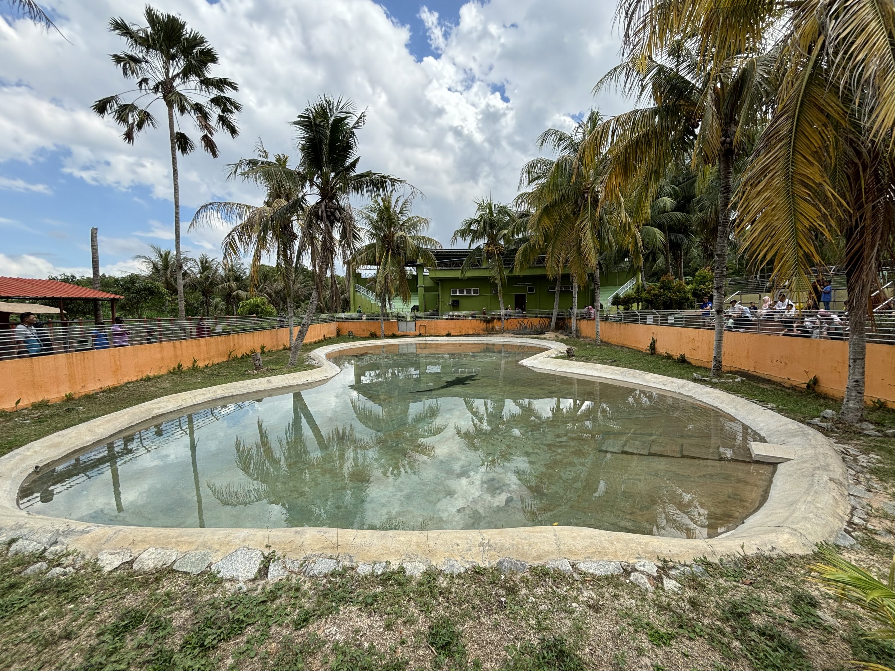 Saltwater Crocodile Exhibit