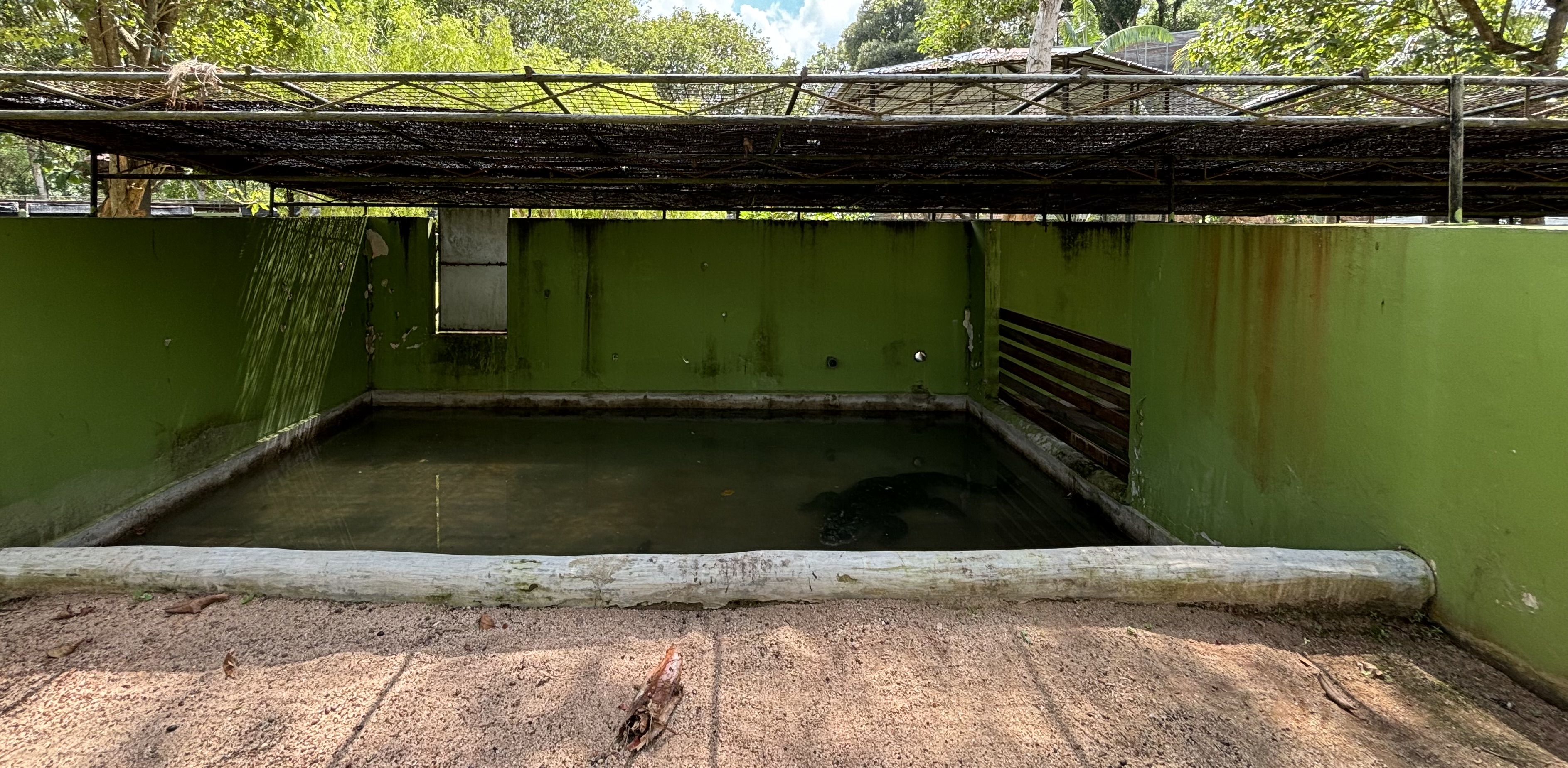 Saltwater Crocodile Exhibit