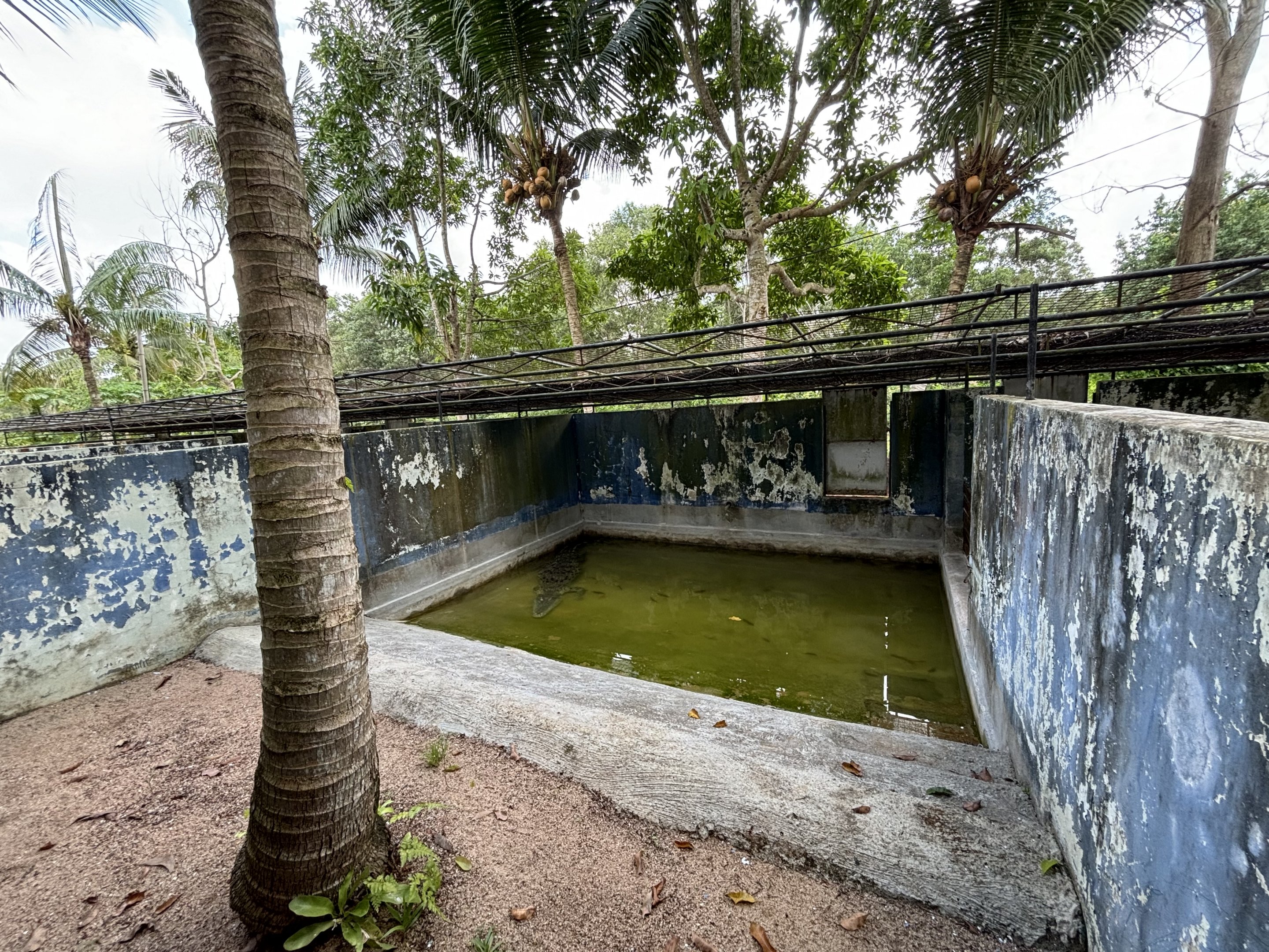 Saltwater Crocodile Exhibit