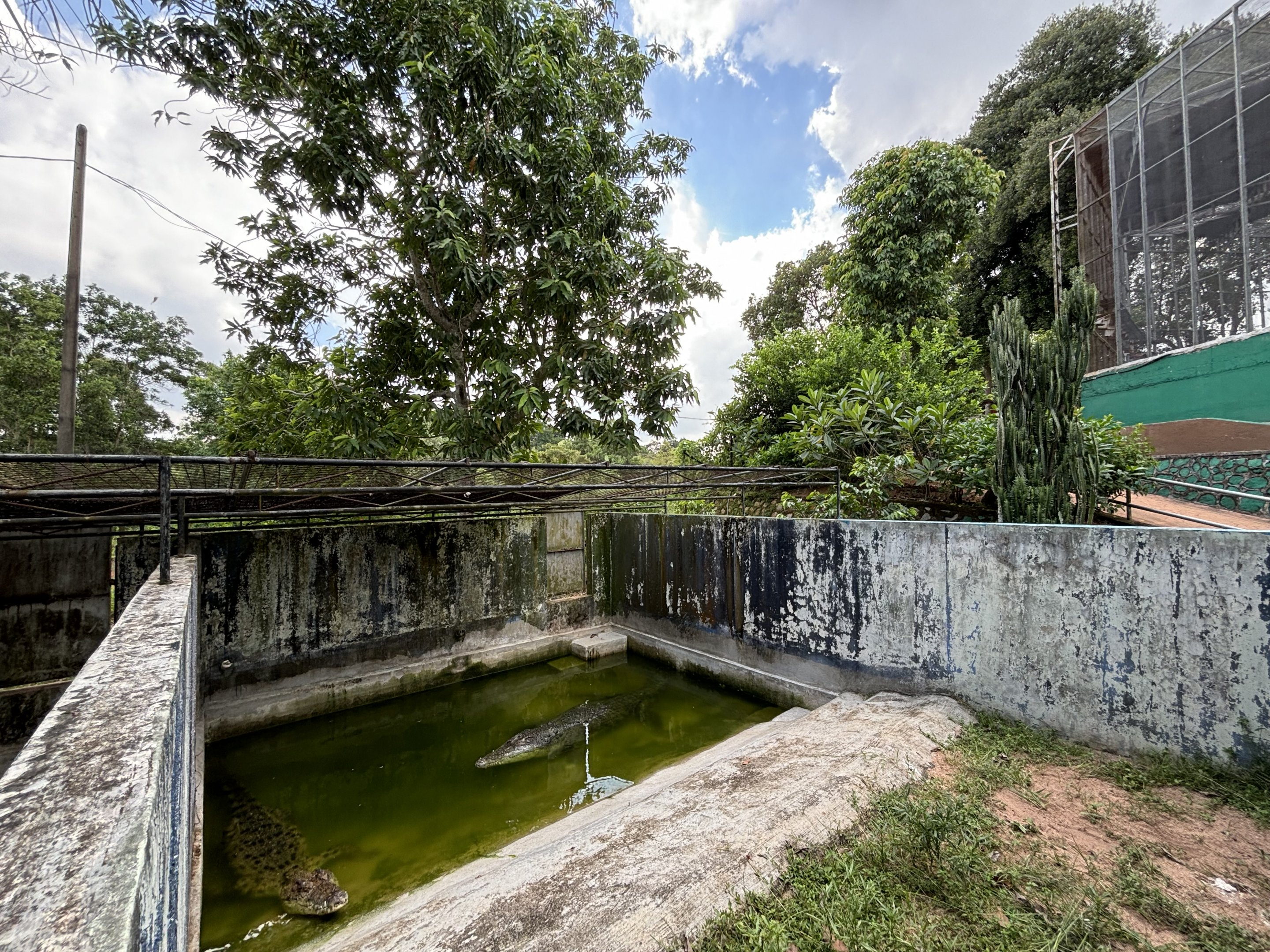 Saltwater Crocodile Exhibit