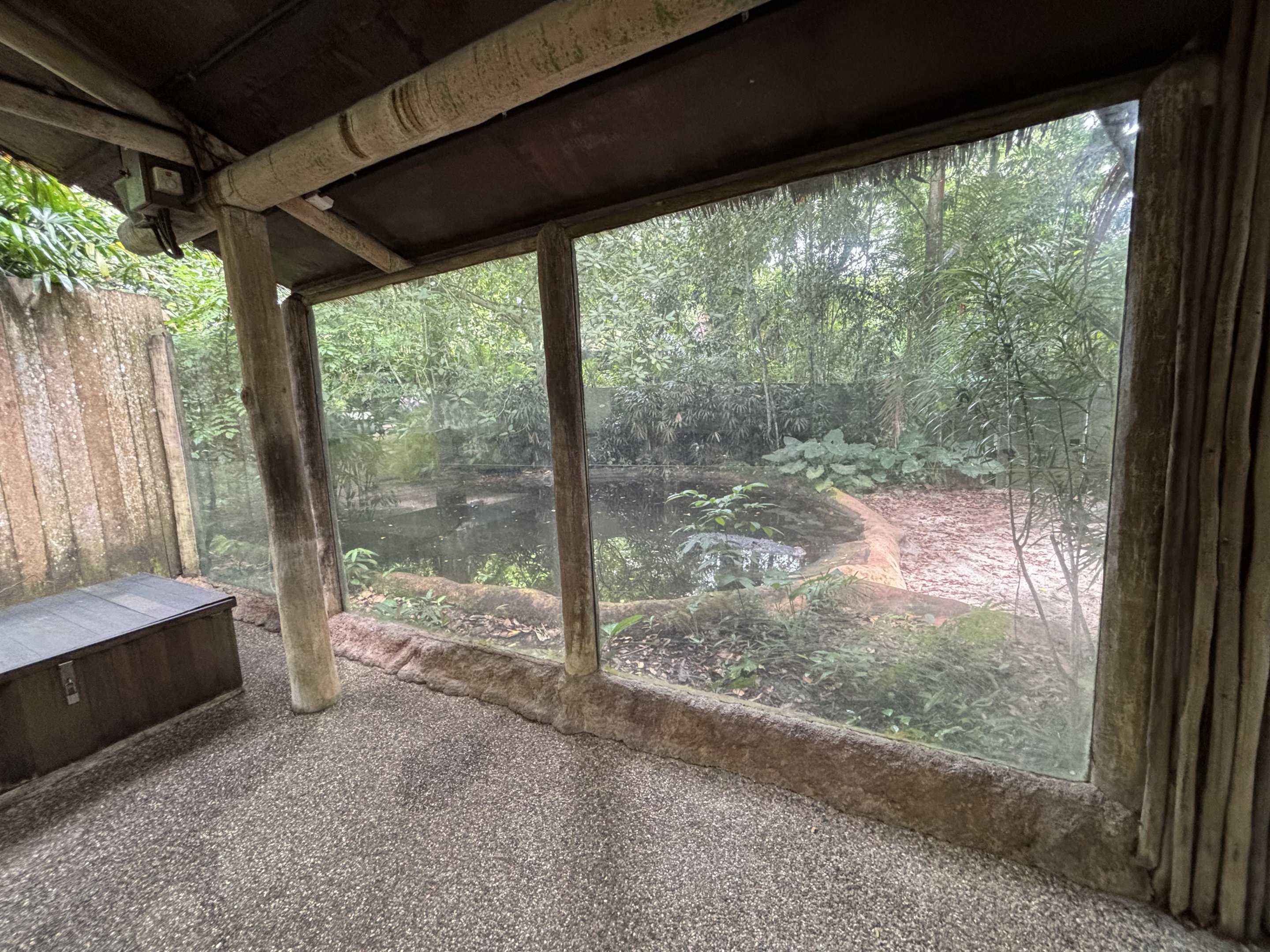 Saltwater Crocodile Exhibit