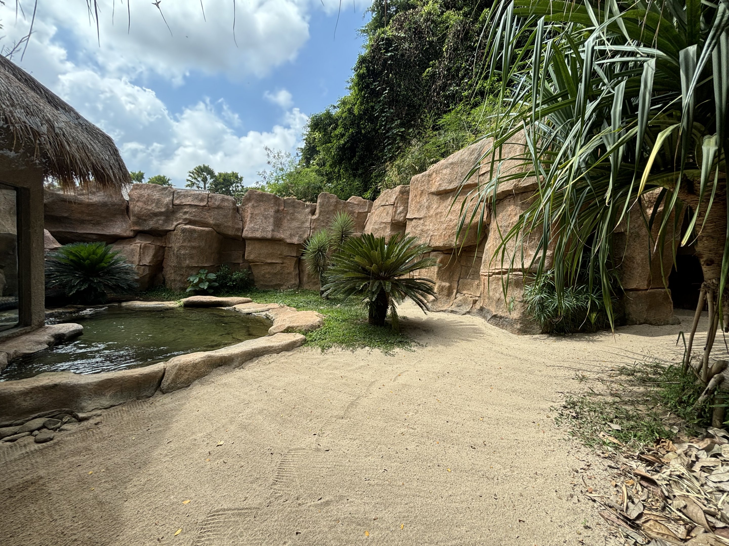 Saltwater Crocodile Exhibit