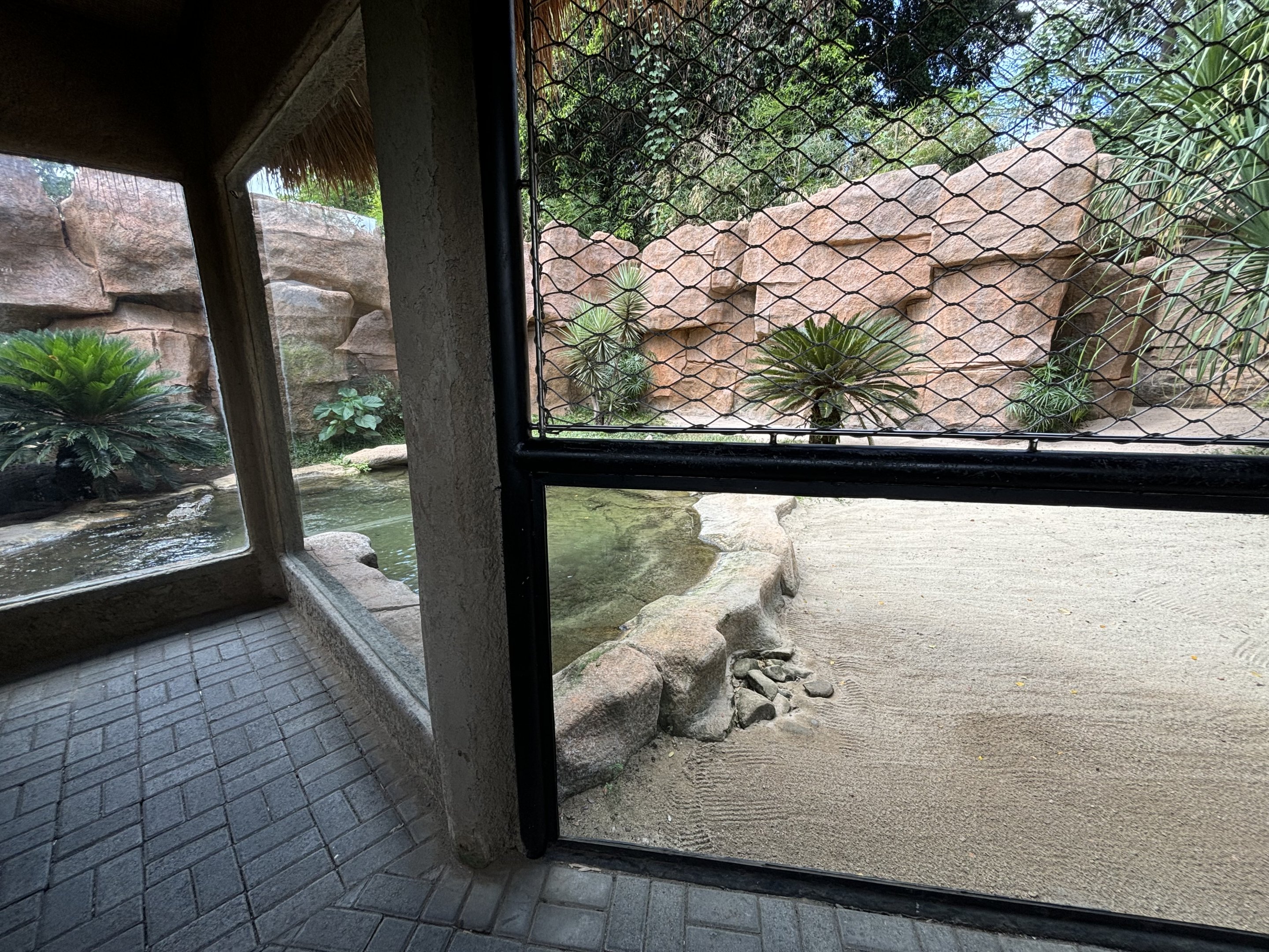 Saltwater Crocodile Exhibit