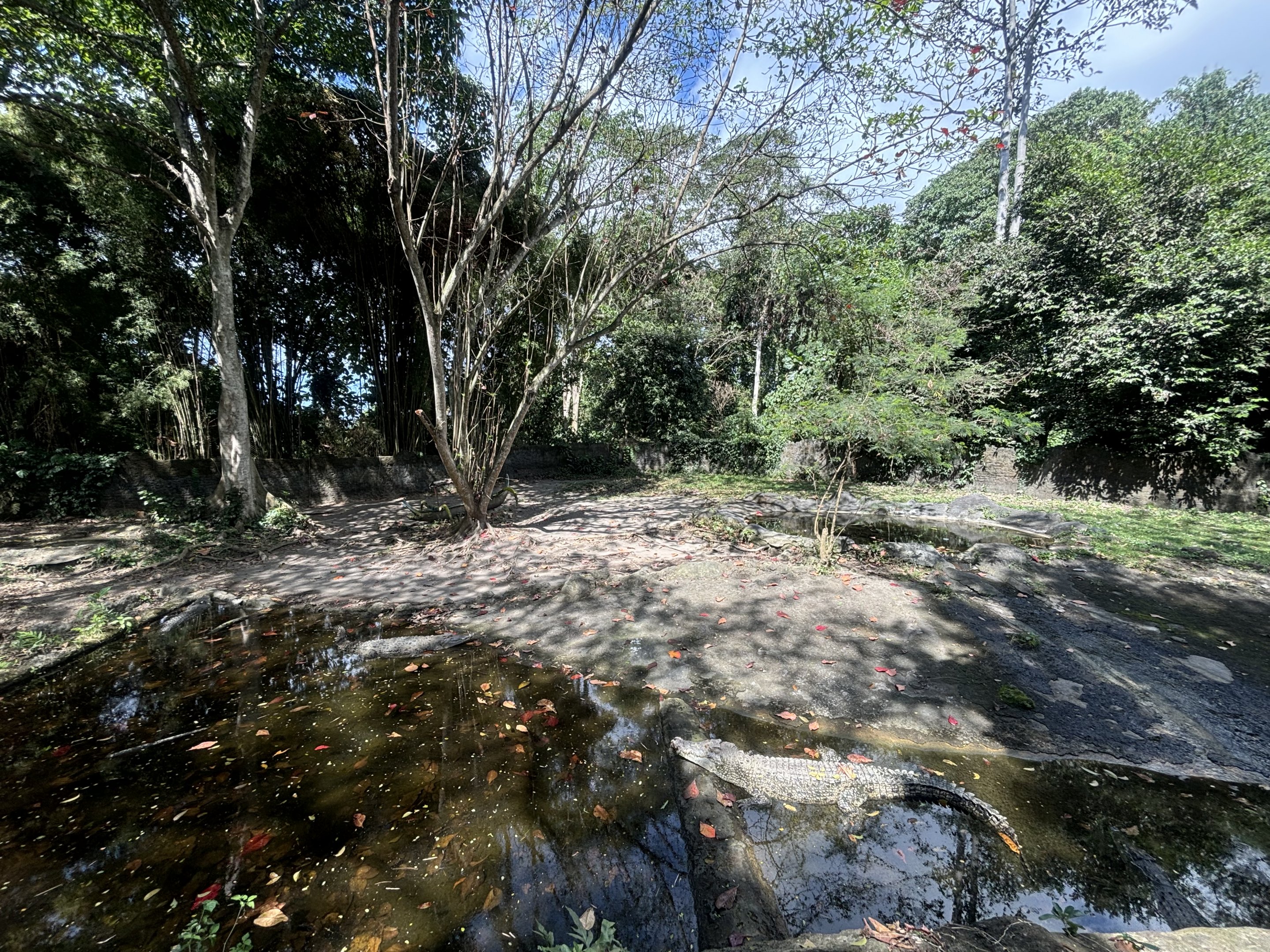 Saltwater Crocodile Exhibit