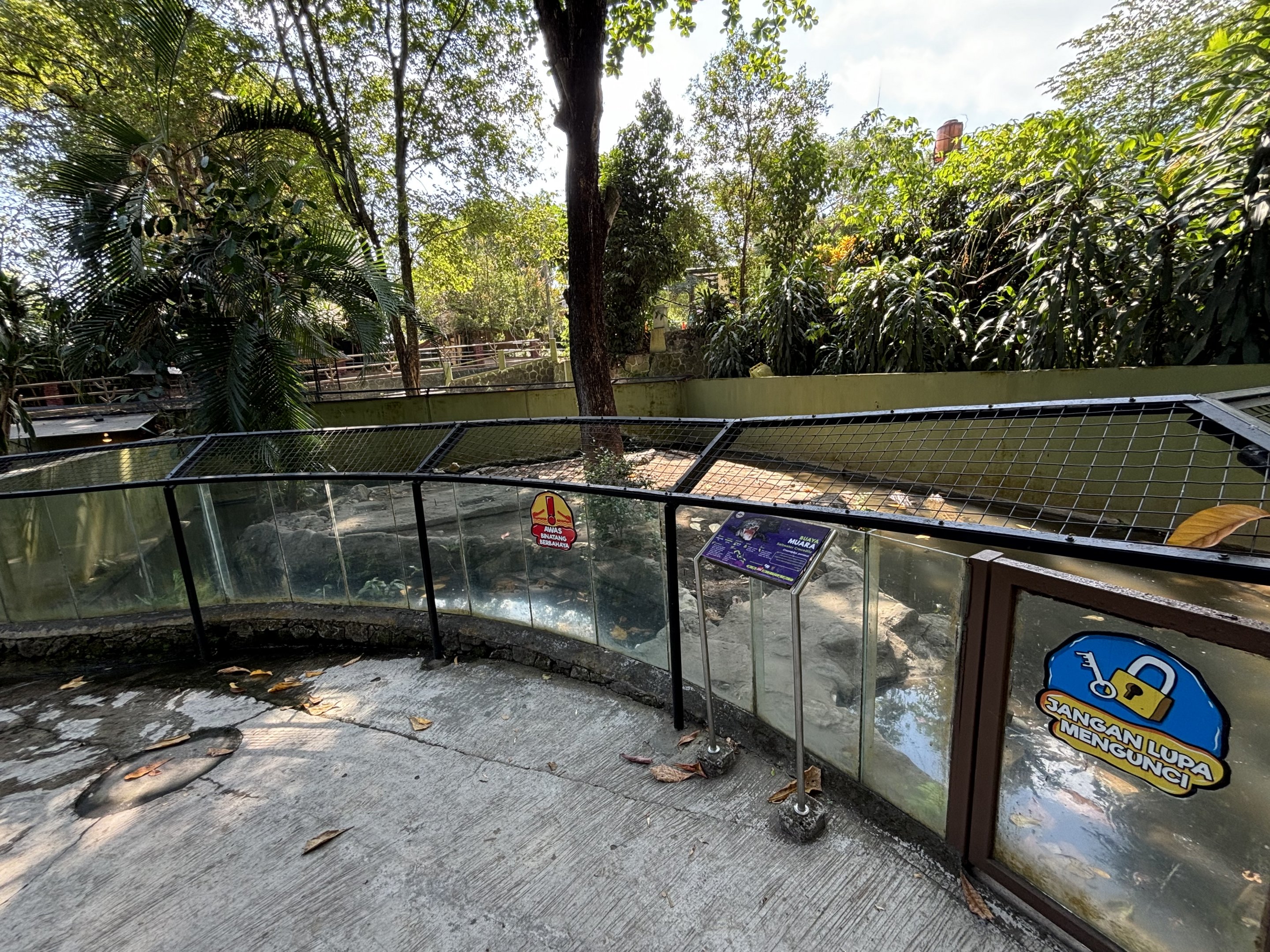 Saltwater Crocodile Exhibit