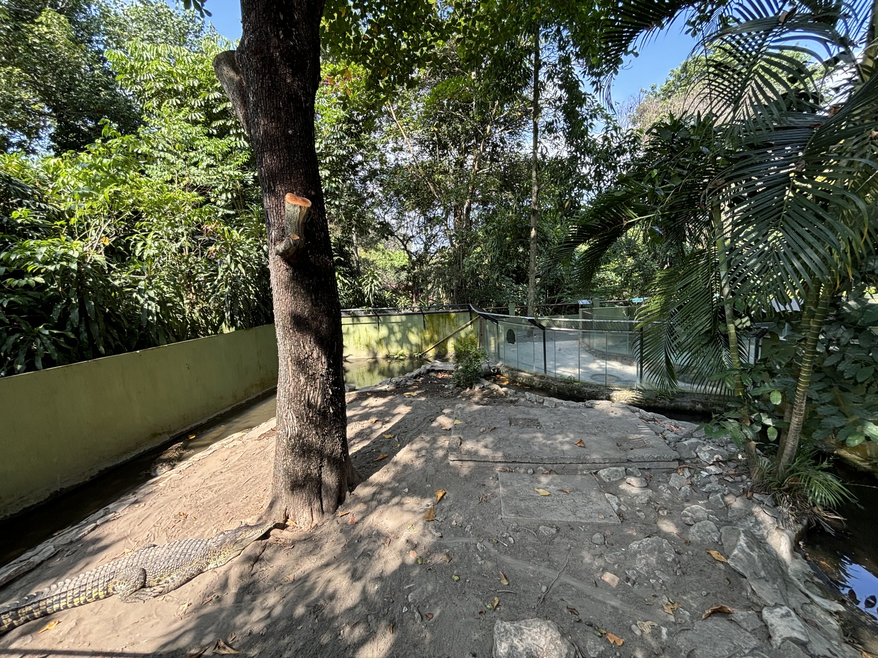 Saltwater Crocodile Exhibit