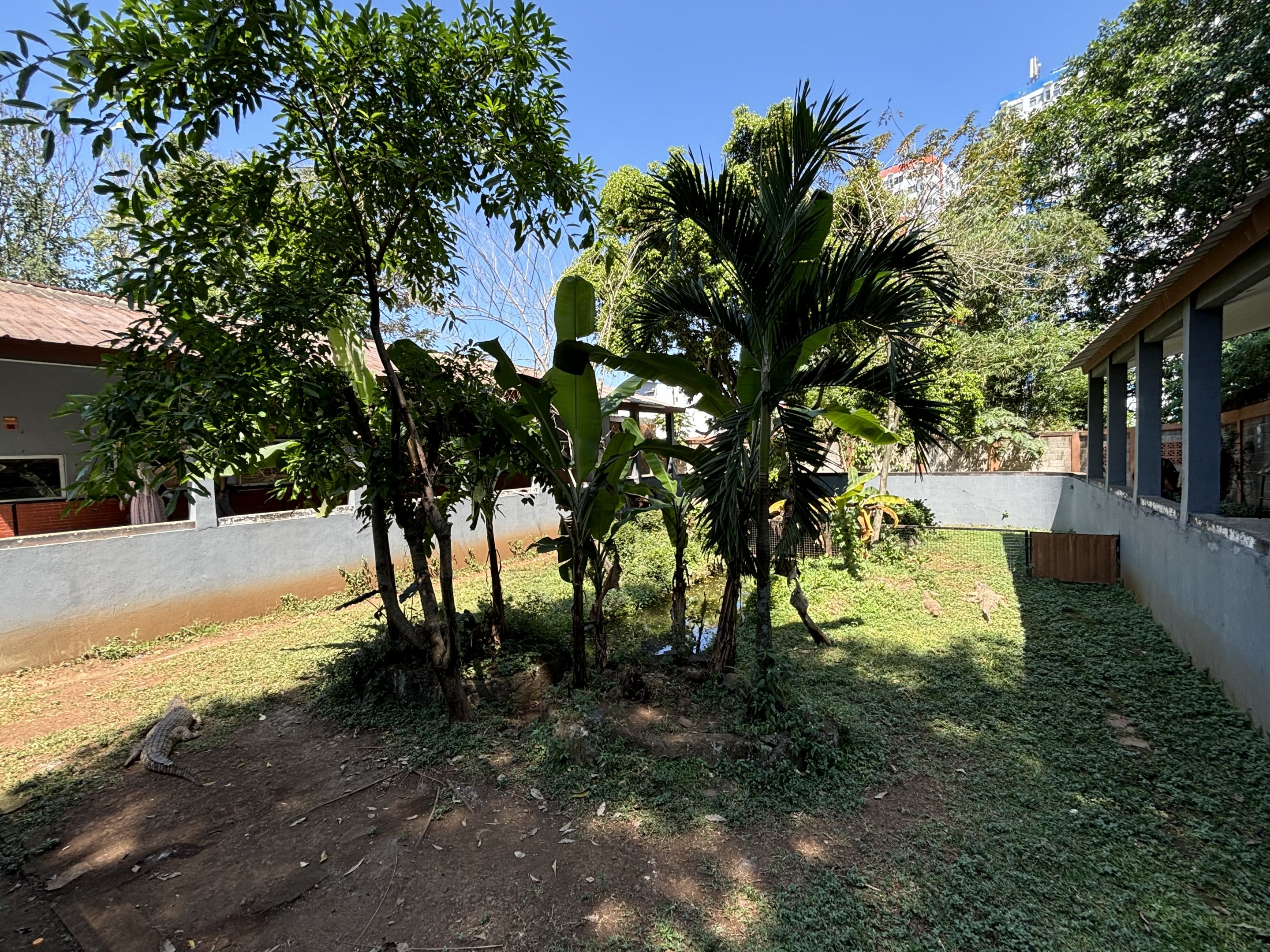 Saltwater Crocodile Exhibit