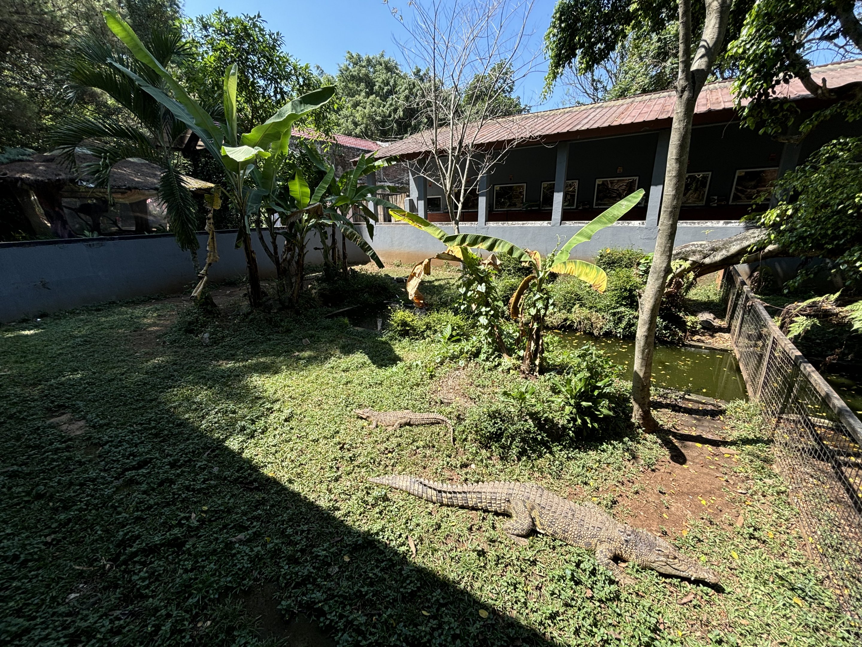 Saltwater Crocodile Exhibit