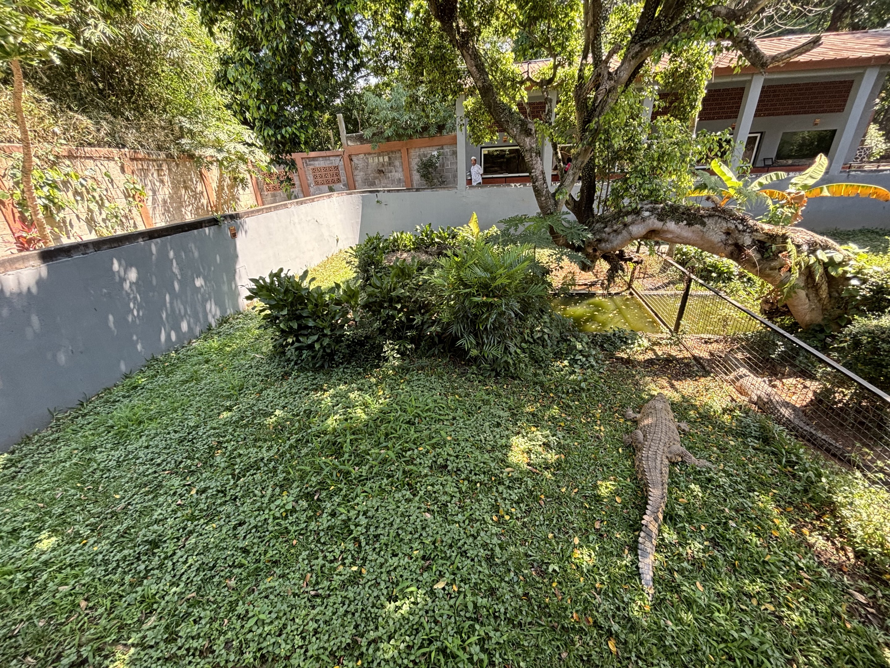 Saltwater Crocodile Exhibit