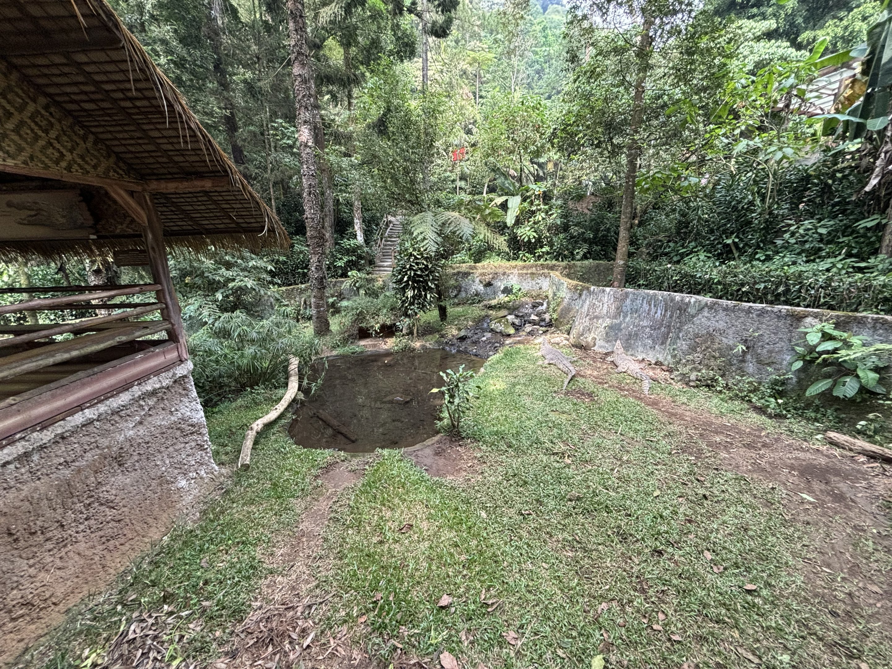 Saltwater Crocodile Exhibit