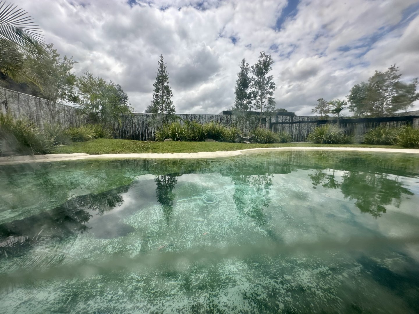 Saltwater Crocodile Exhibit