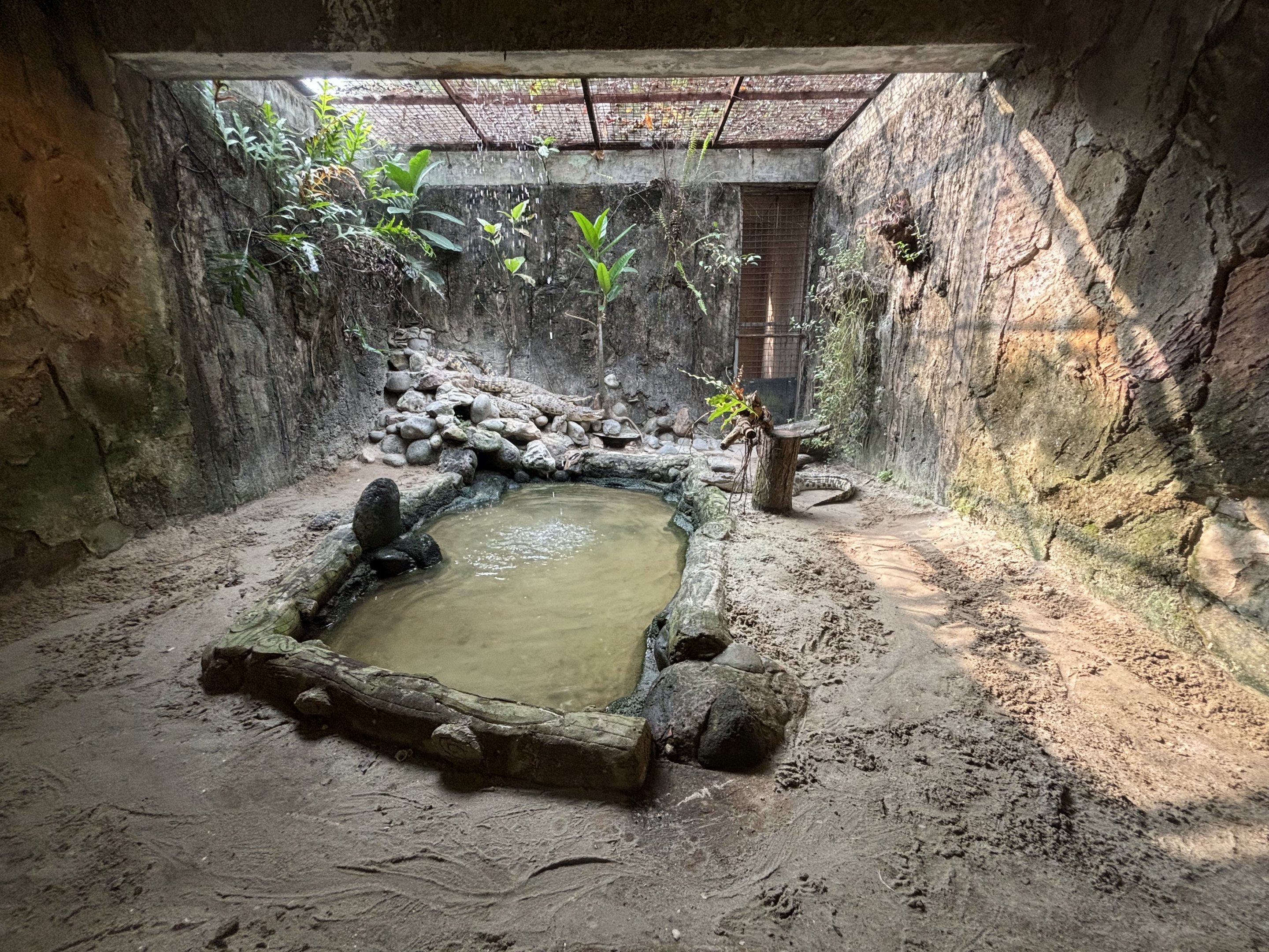 Saltwater Crocodile Exhibit