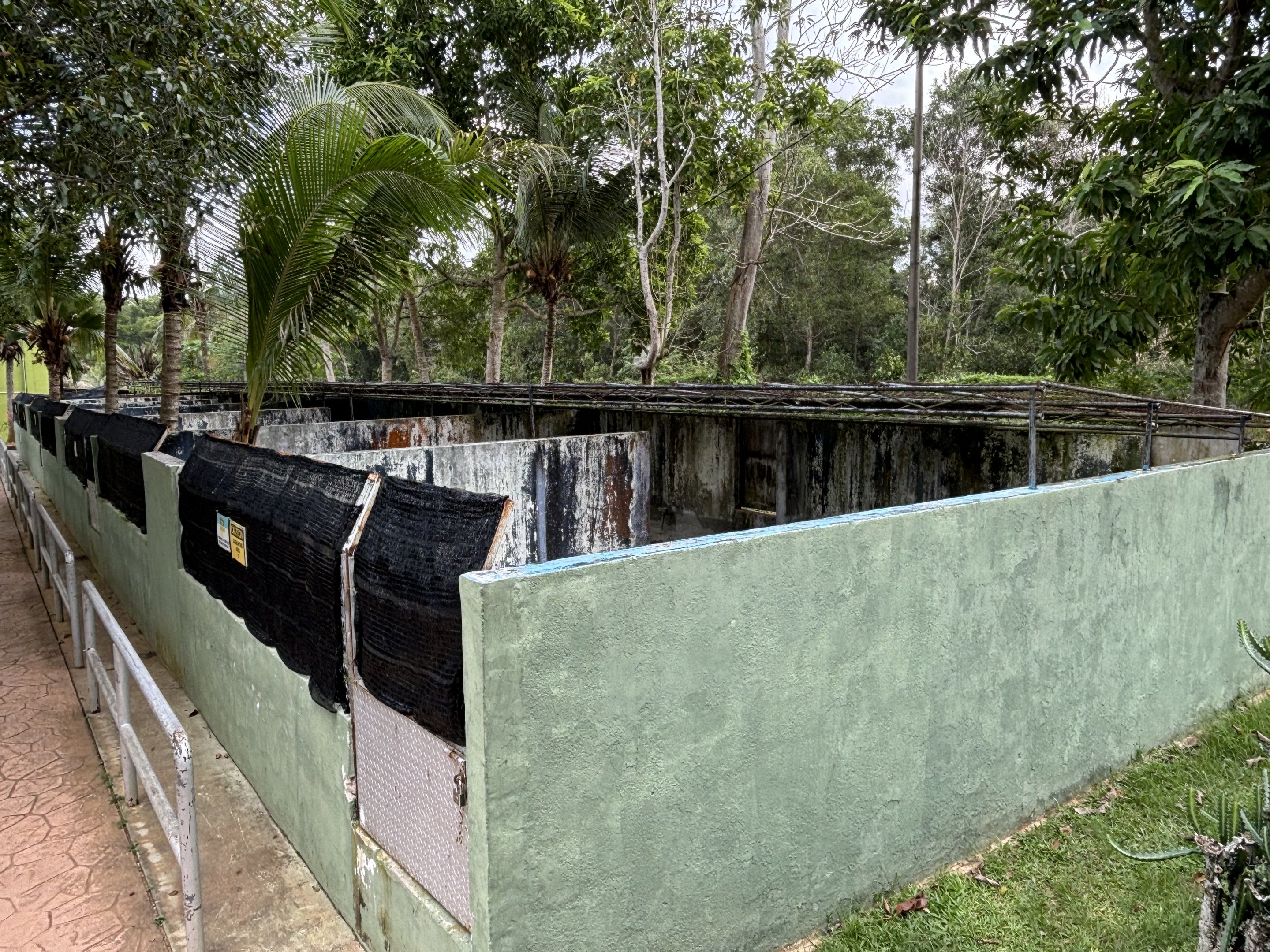 Saltwater Crocodile Exhibits