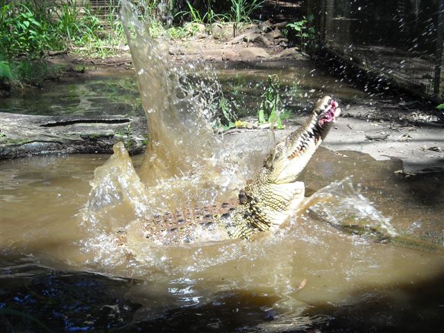 Saltwater Crocodile Feeding