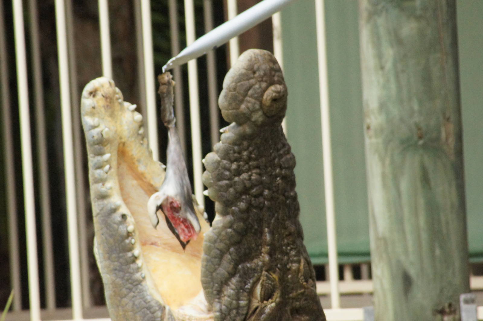 Saltwater crocodile feeding
