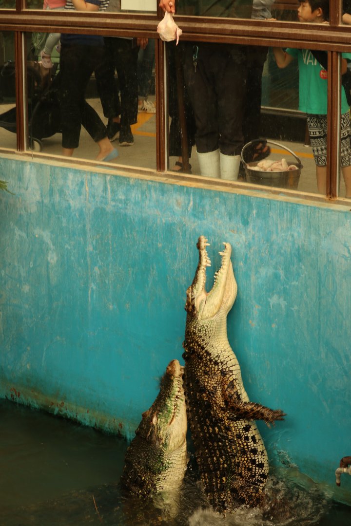 Saltwater Crocodile feeding