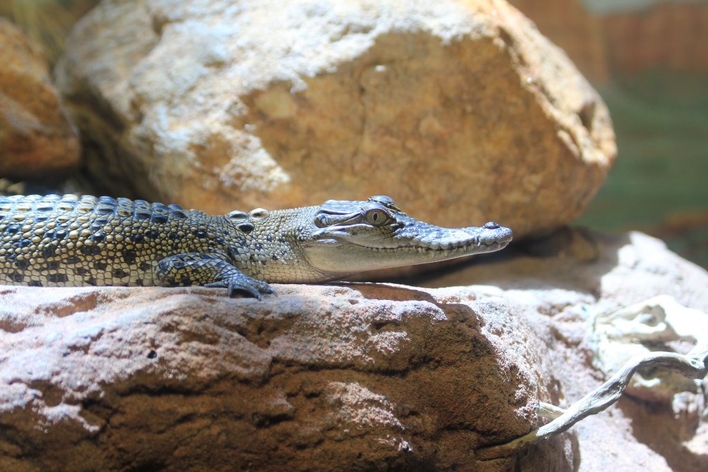 Saltwater Crocodile hatchling