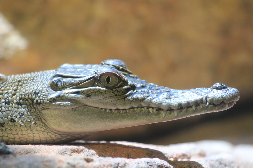 Saltwater Crocodile hatchling