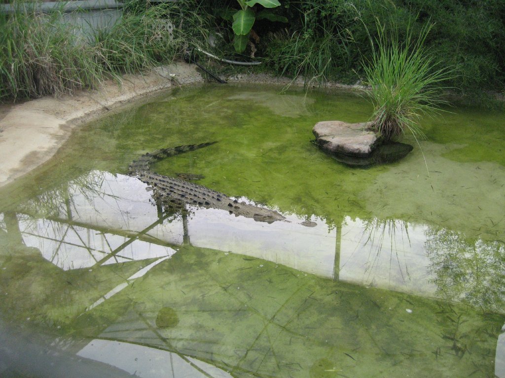 Saltwater Crocodile "Heartburn"