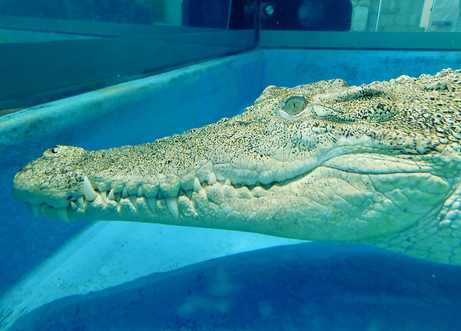 Saltwater Crocodile in Underwater (Crocodylus porosus) - NIFREL