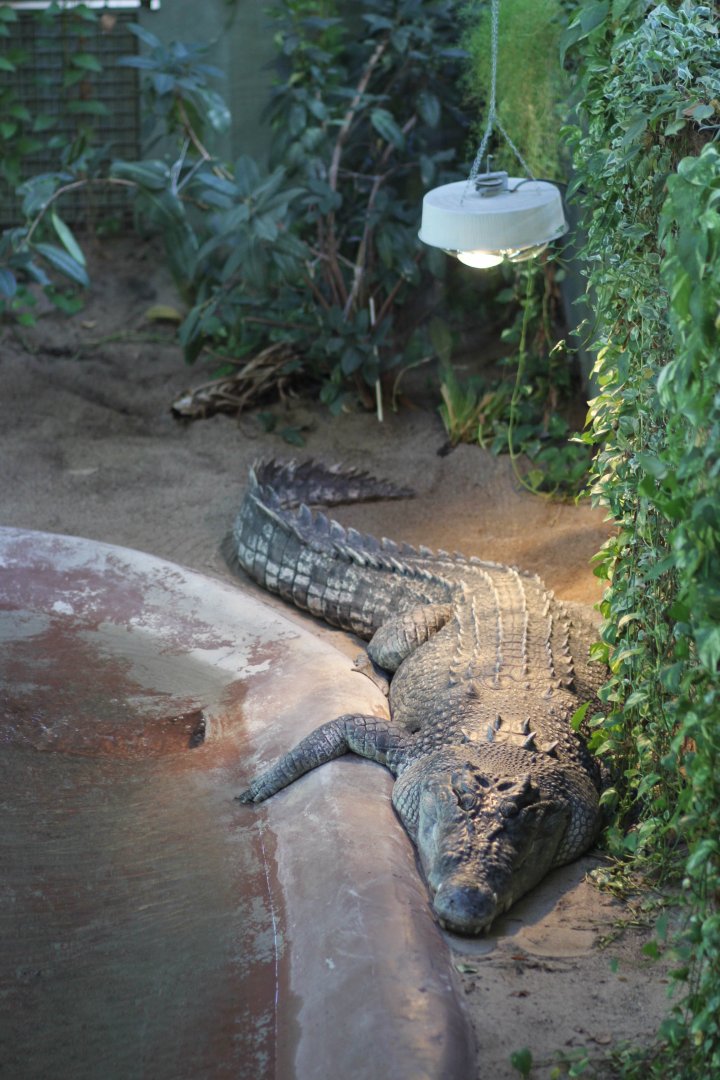 Saltwater Crocodile Jan. 16, 2016
