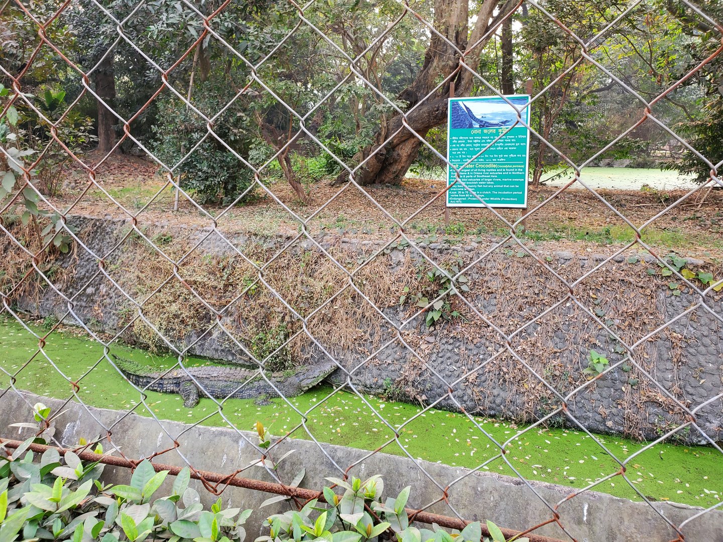 Saltwater Crocodile - January 2023