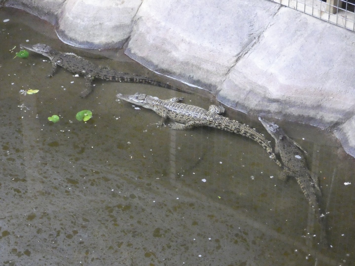 Saltwater crocodile (Johnson's of Old Hurst)